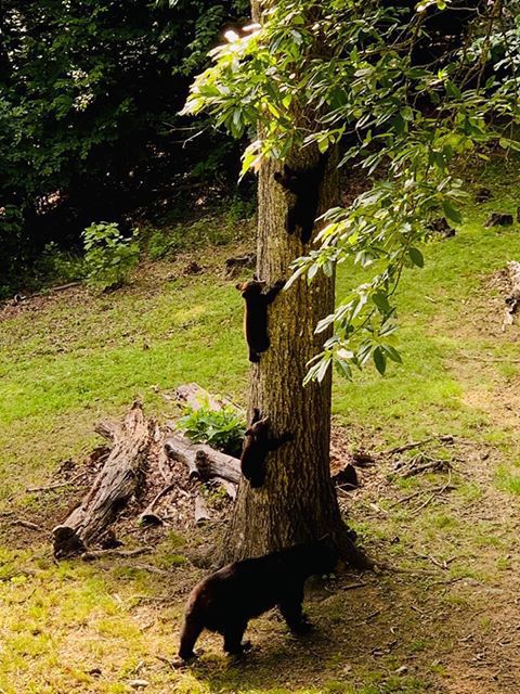 BlackBears3.jpg